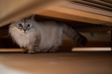 Why Is My Cat Hiding? Understanding Cat Hiding Behaviour