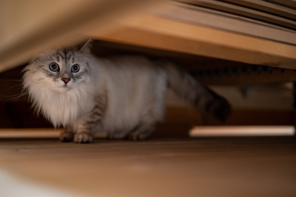 a cat lying on the floor