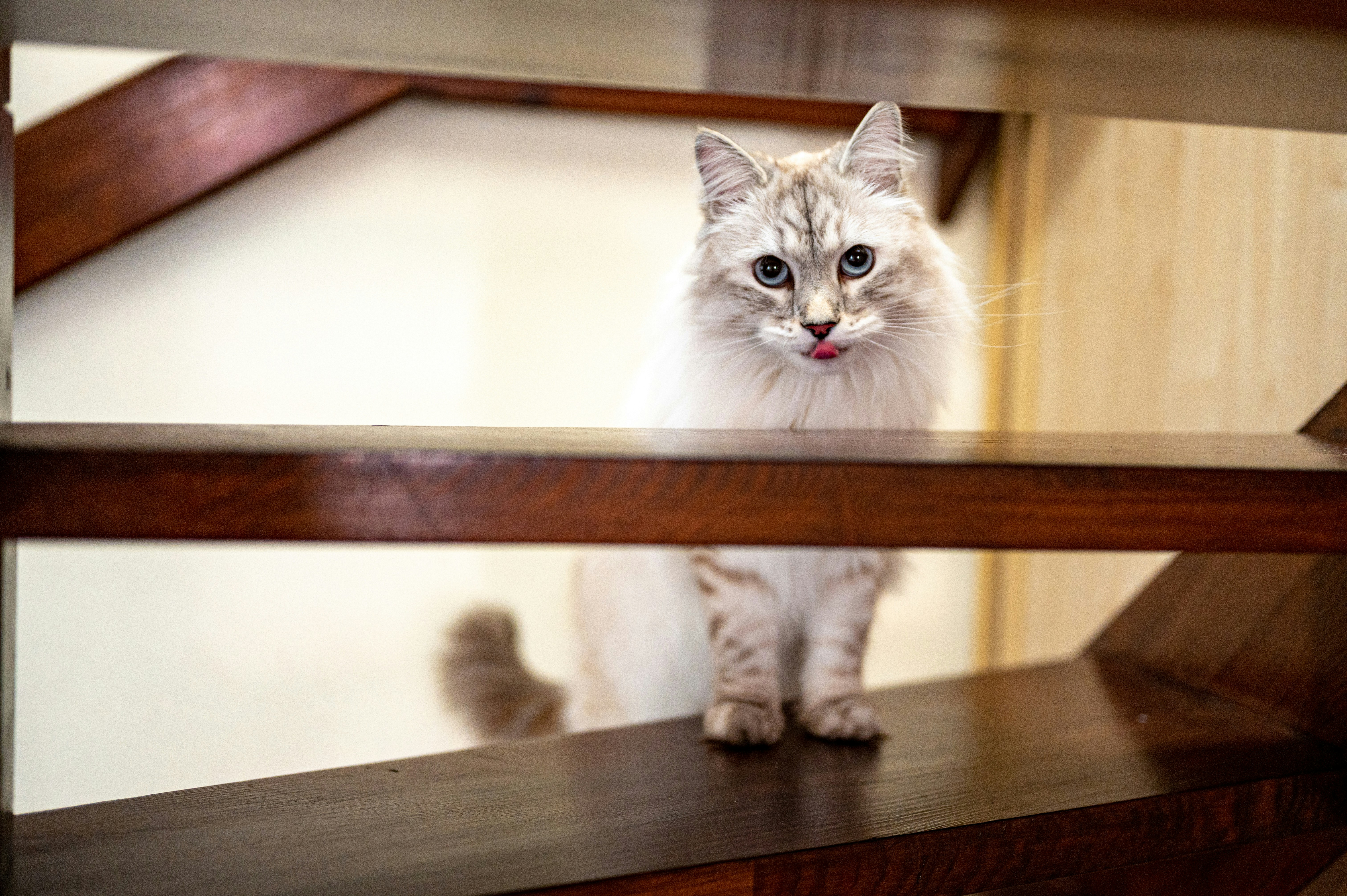 8 Kitten Behavior Training Lessons to Build Confidence in New Homes