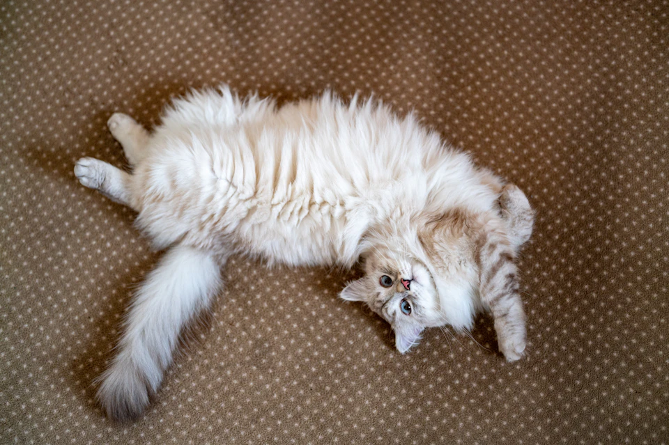 White cat stretches out on beige carpet, exposing fluffy fur and tilting head upward