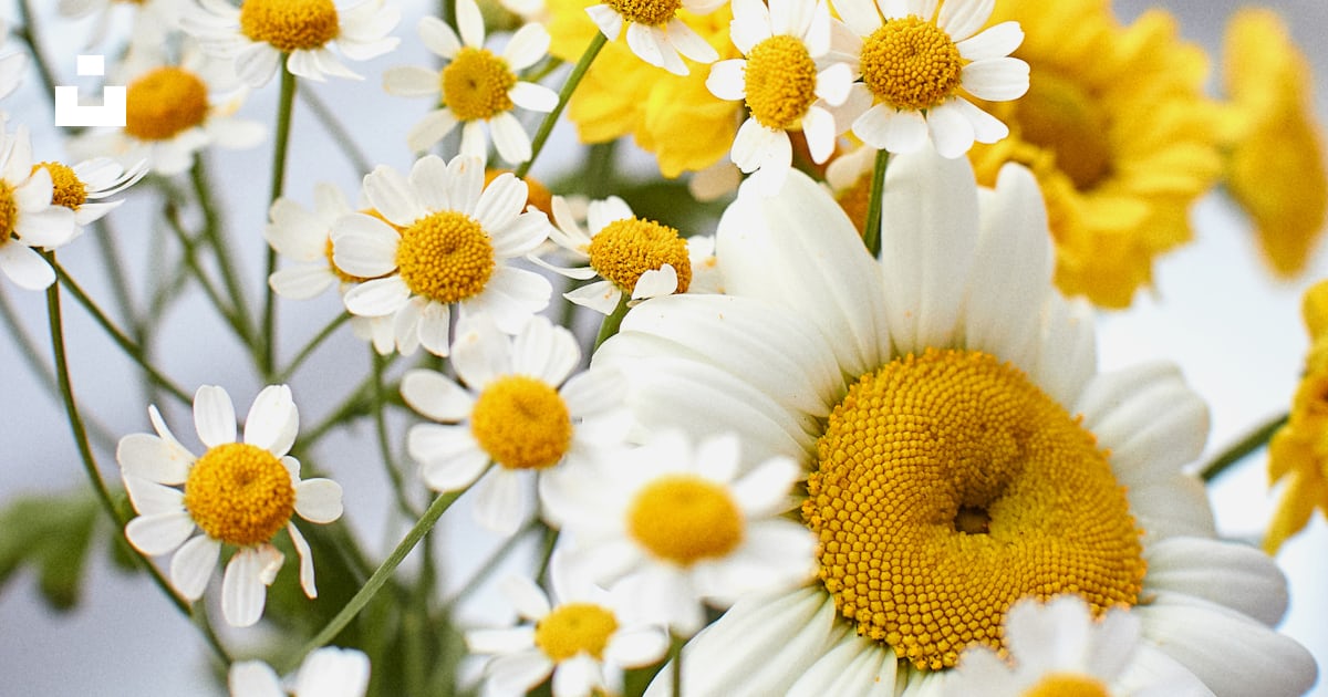 A group of flowers photo – Free Plant Image on Unsplash