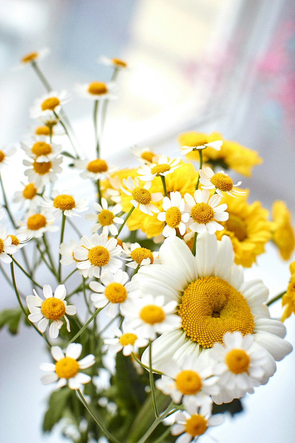 a group of flowers