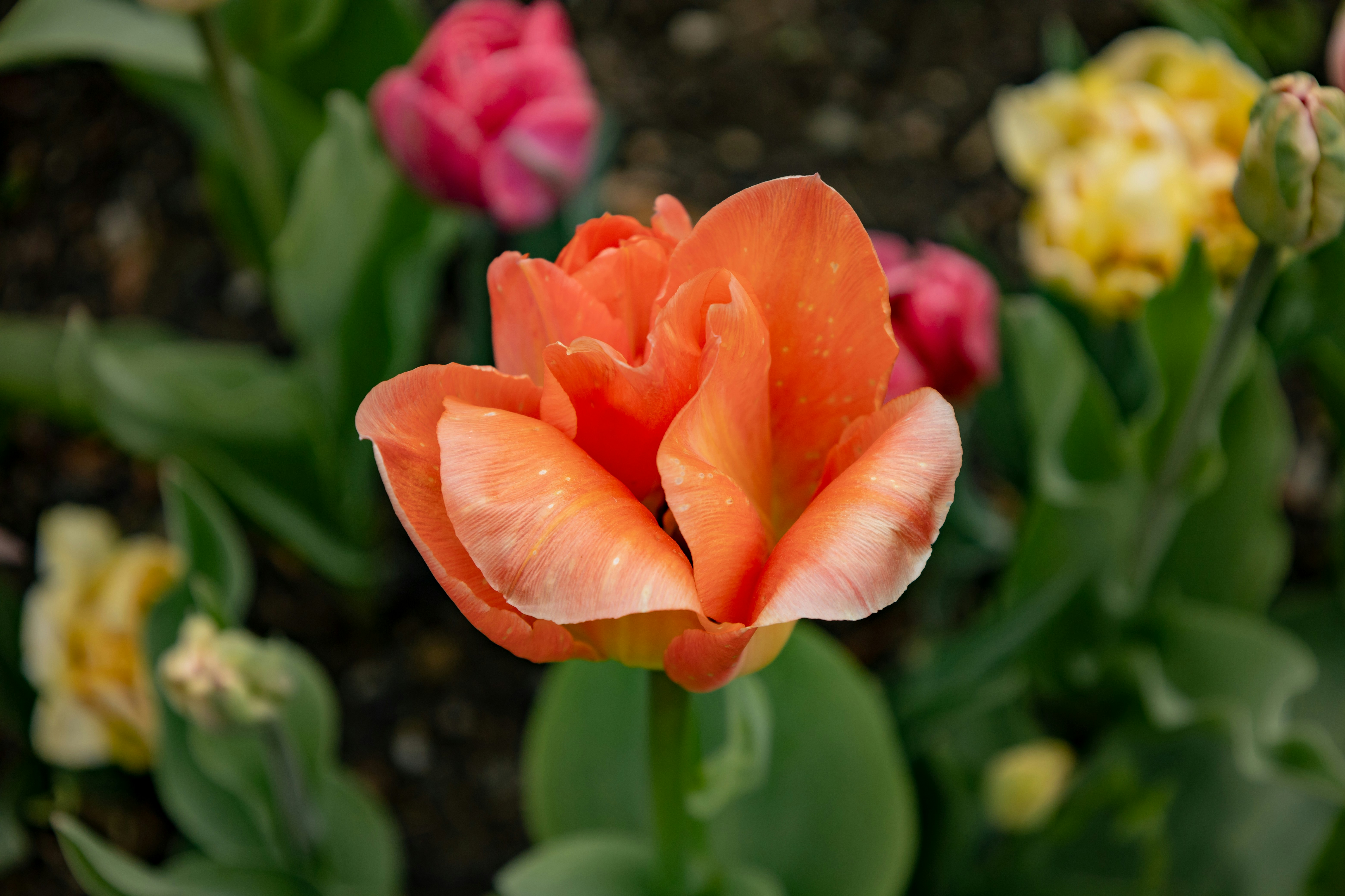 Photo by bonniekdesign