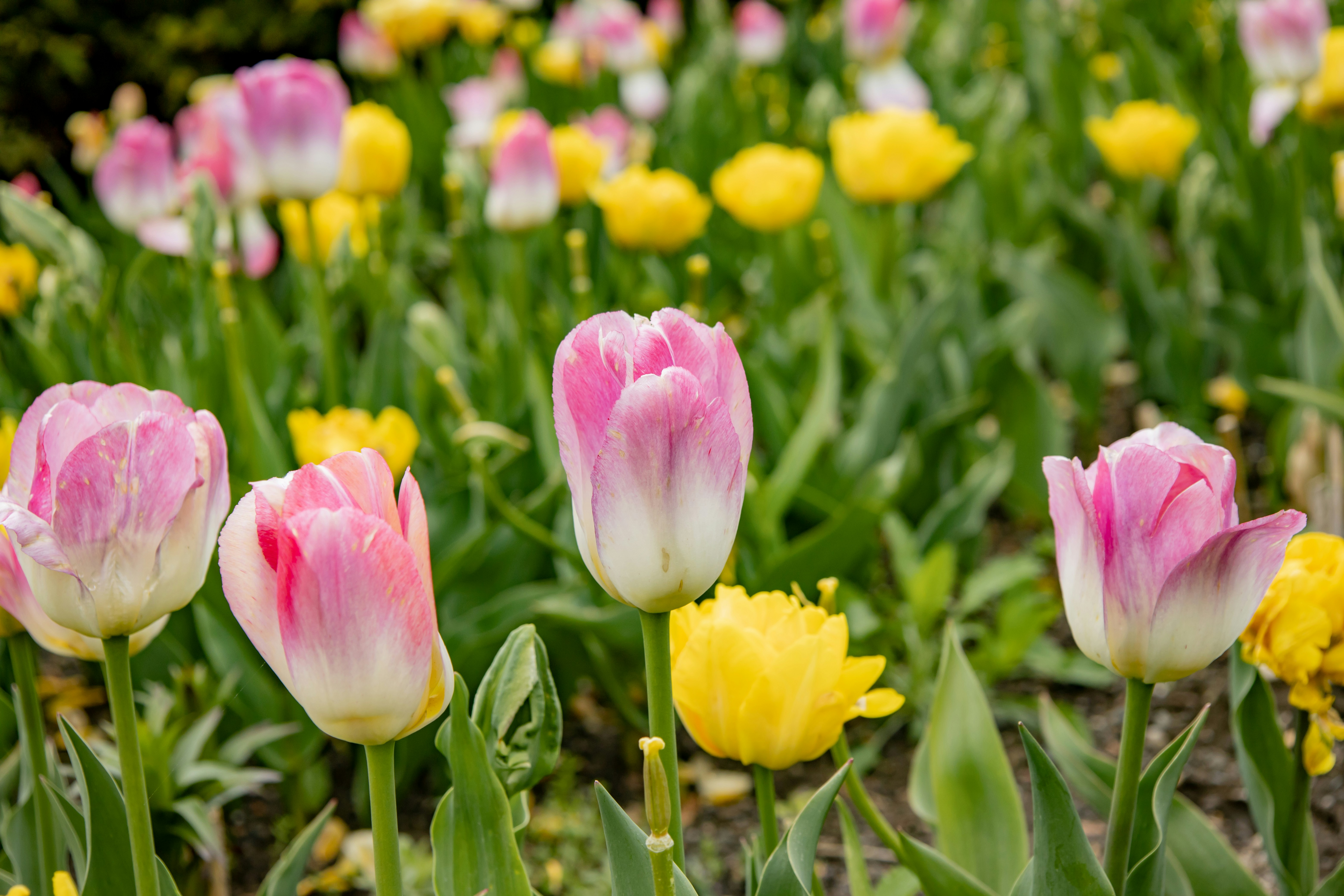 Photo by bonniekdesign