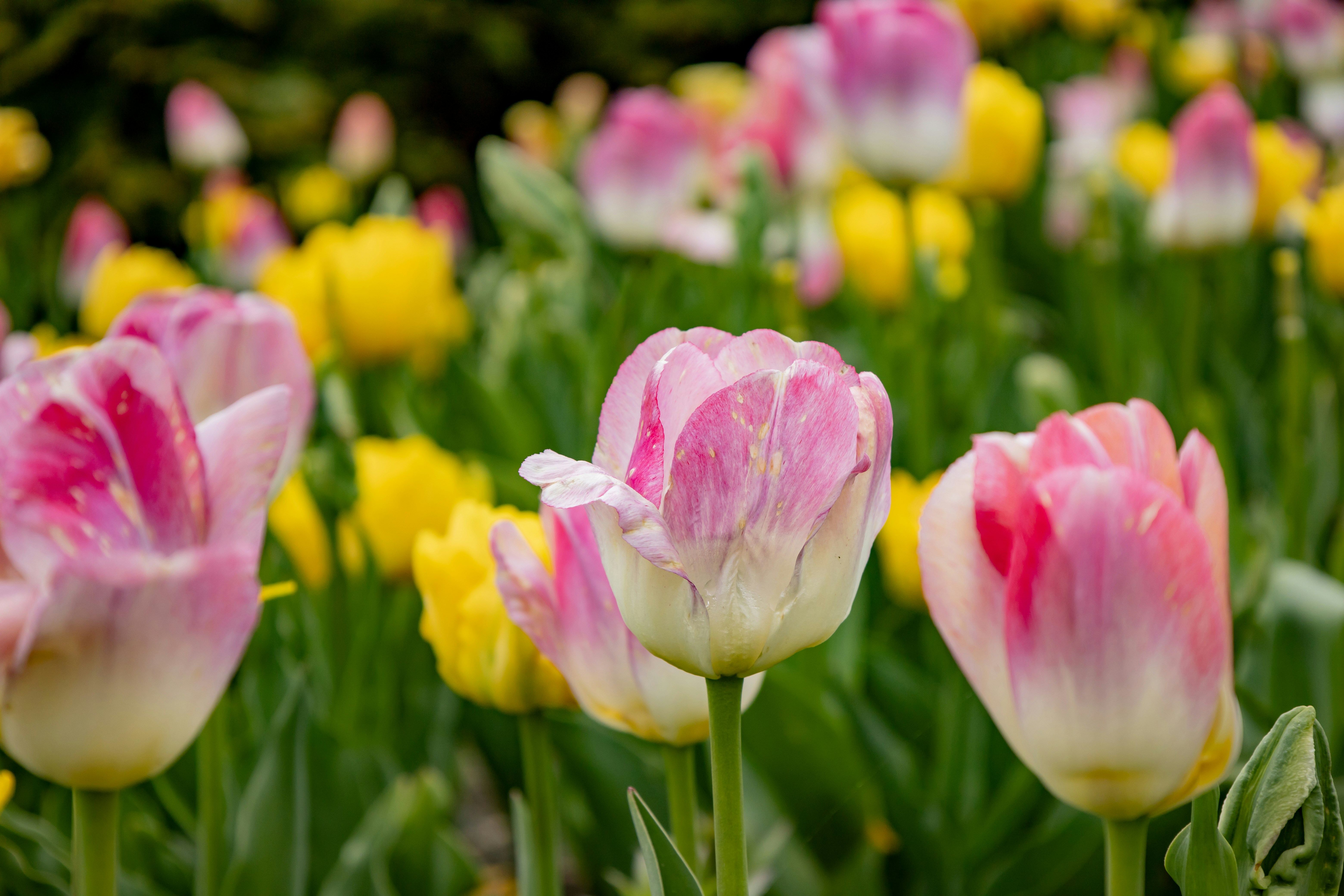 Photo by bonniekdesign