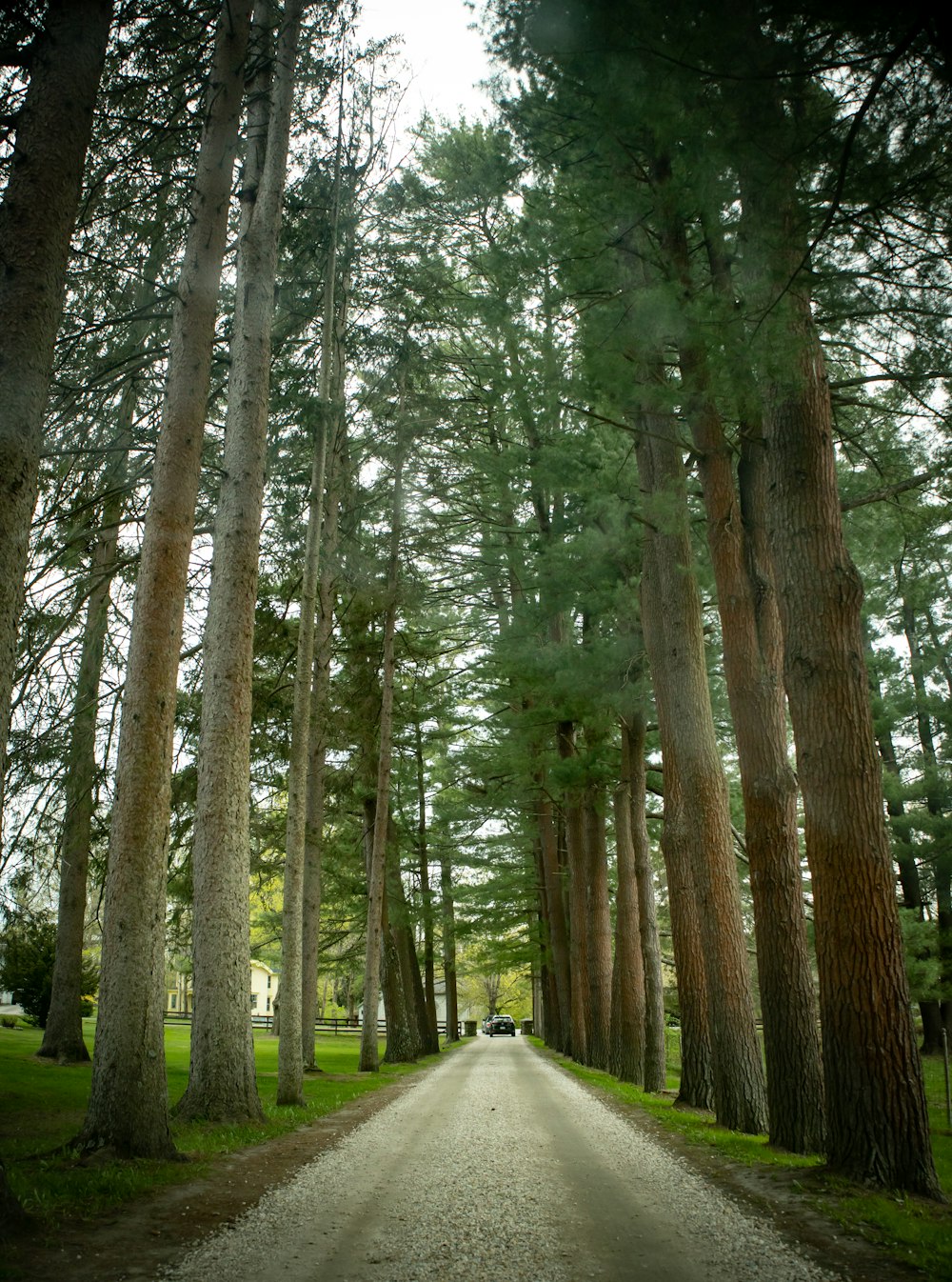 a dirt road surrounded by trees