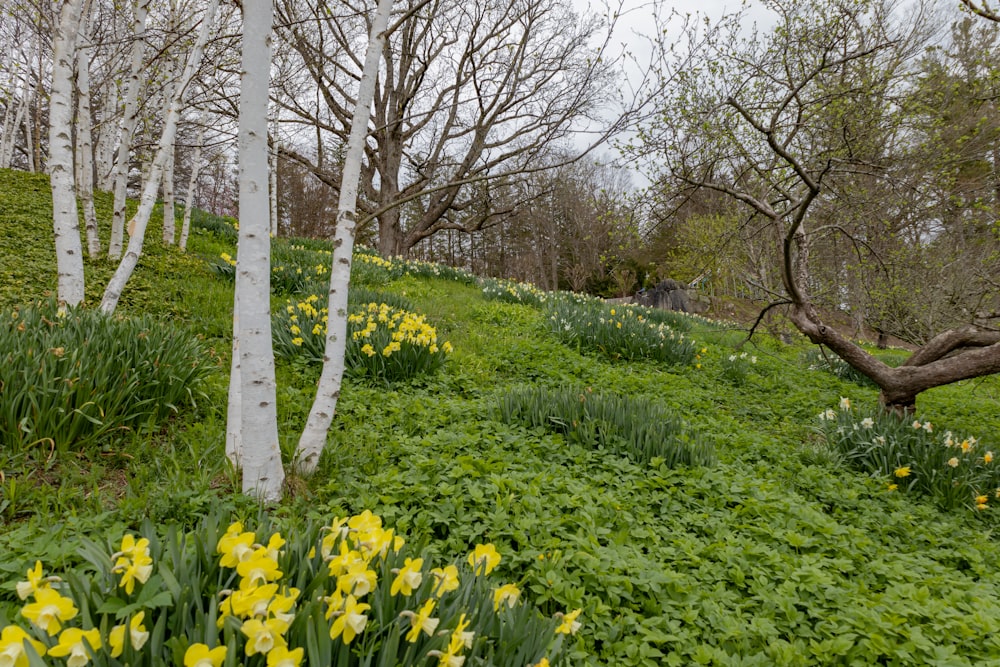 une zone herbeuse avec des arbres et des fleurs