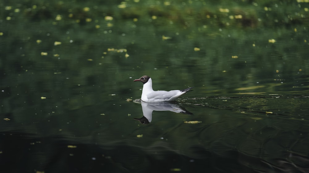 a bird swimming in water