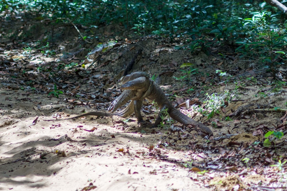 a lizard on the ground