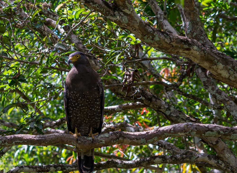 a hawk perched on a tree branch