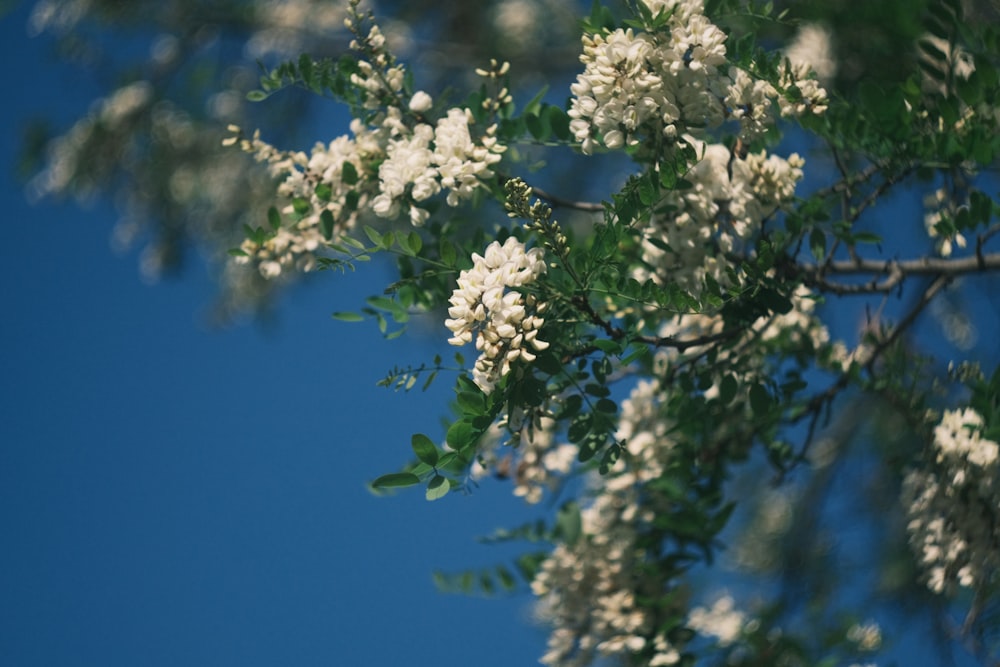 a tree with white flowers