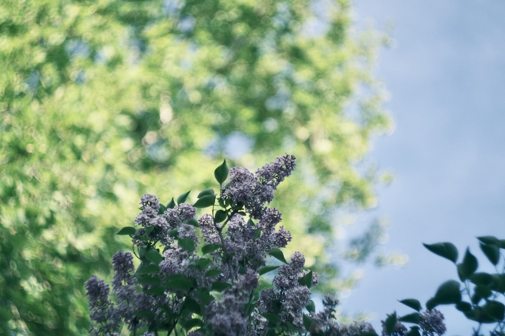 a close-up of a plant