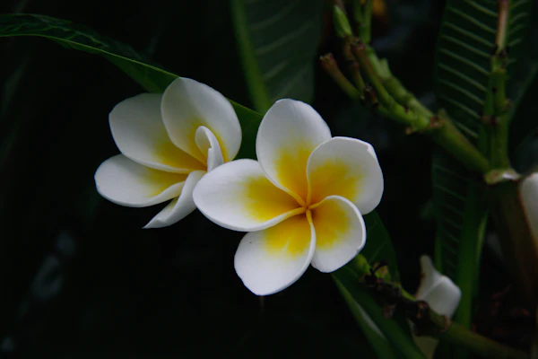 Close up of plumeria flowers