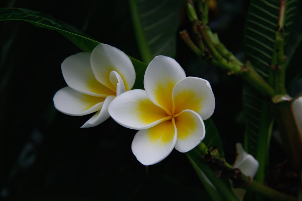 a close-up of some flowers