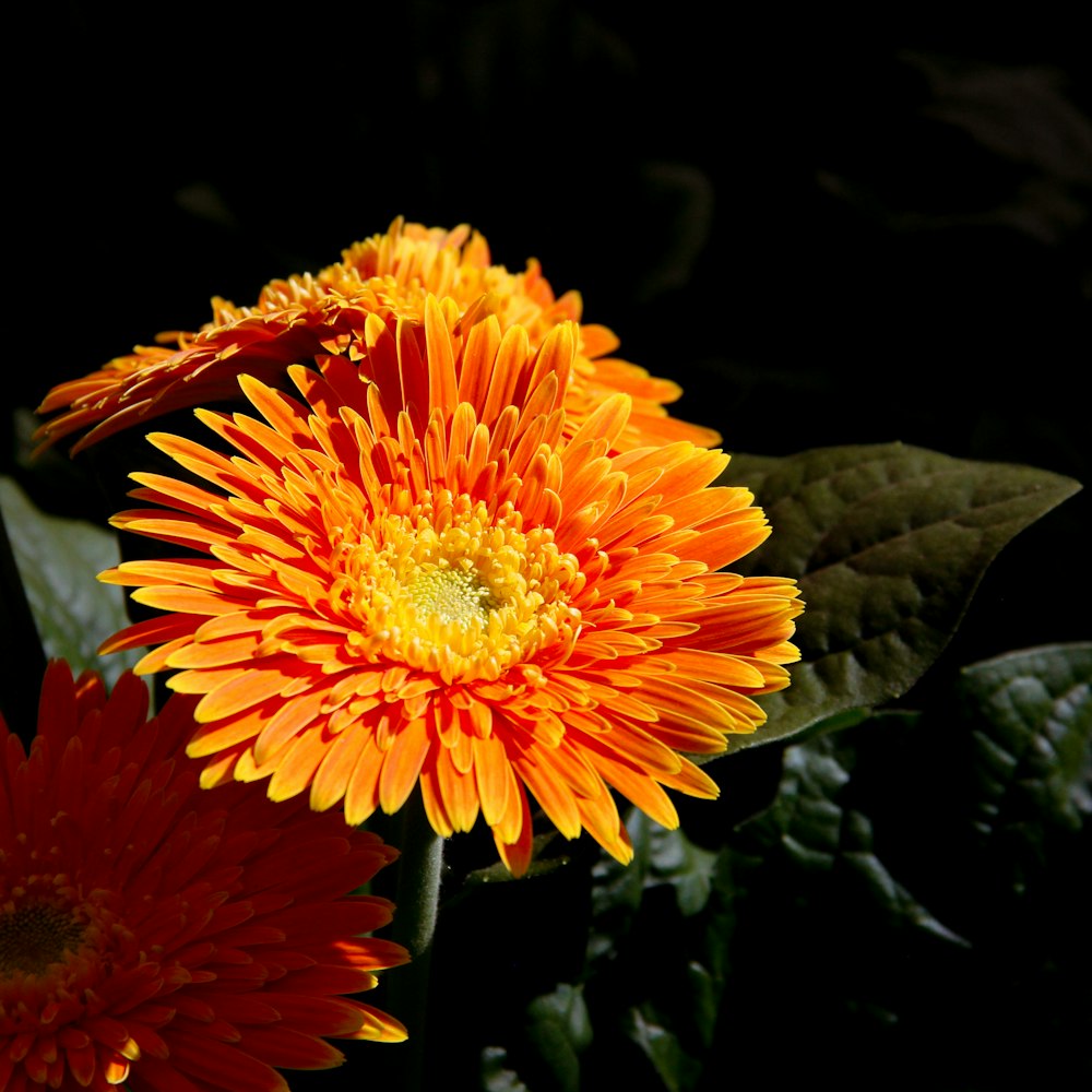 a close up of a flower