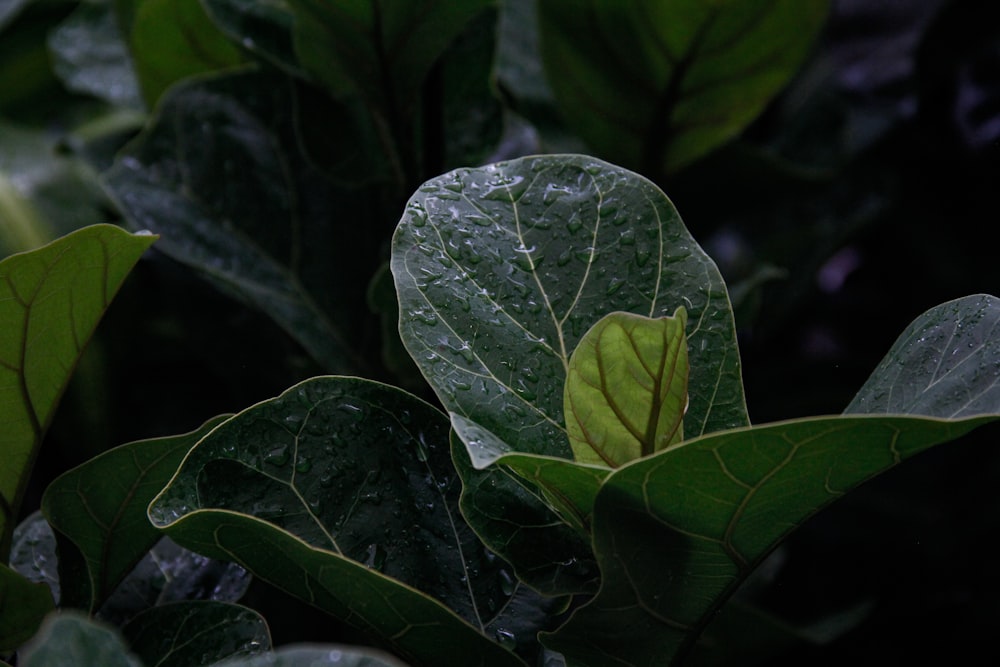 a close up of a leaf