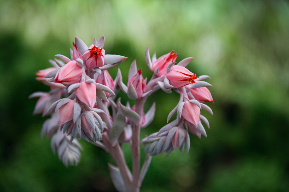 a close up of a flower