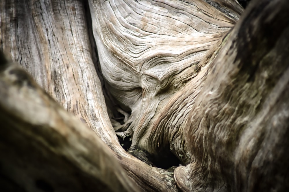 a close-up of a tree trunk