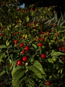 a bush with red berries
