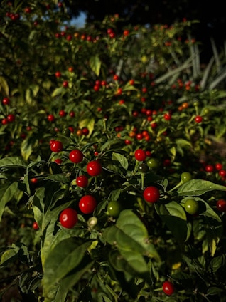 a bush with red berries