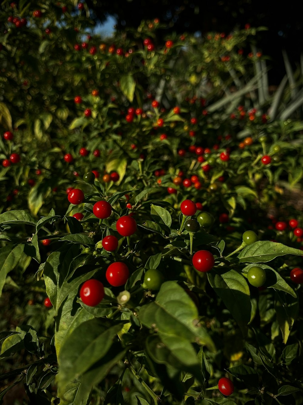 a bush with red berries