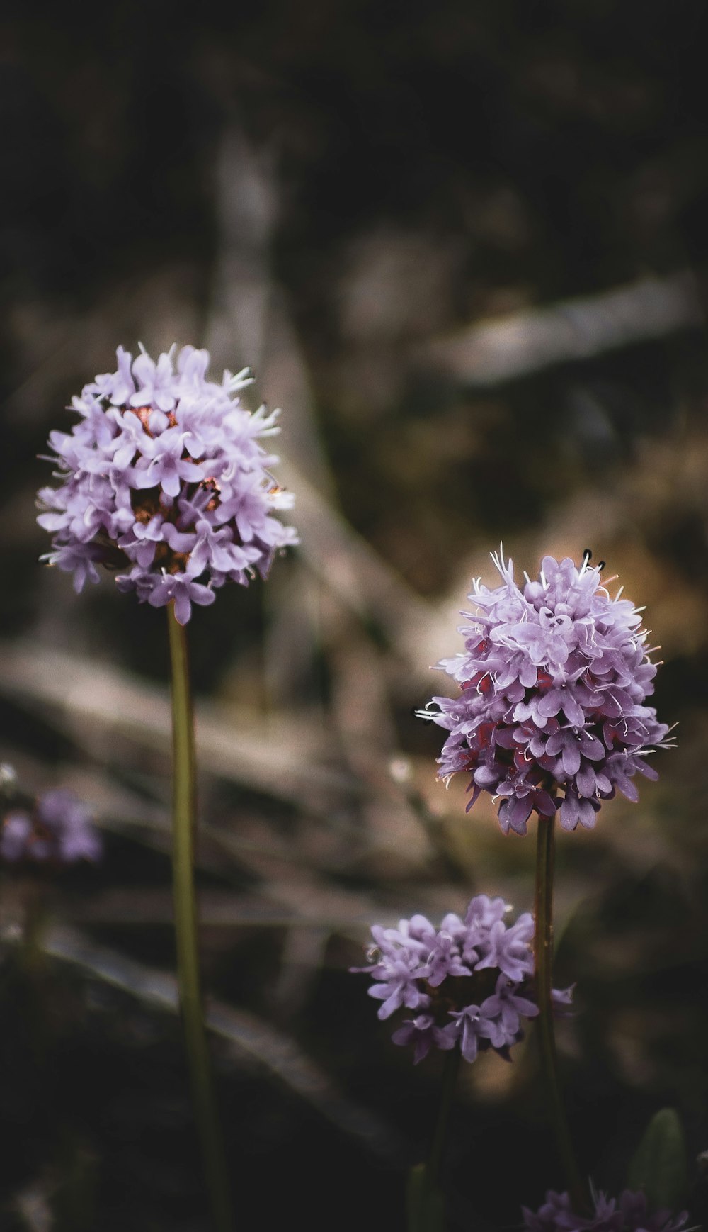 a close up of purple flowers