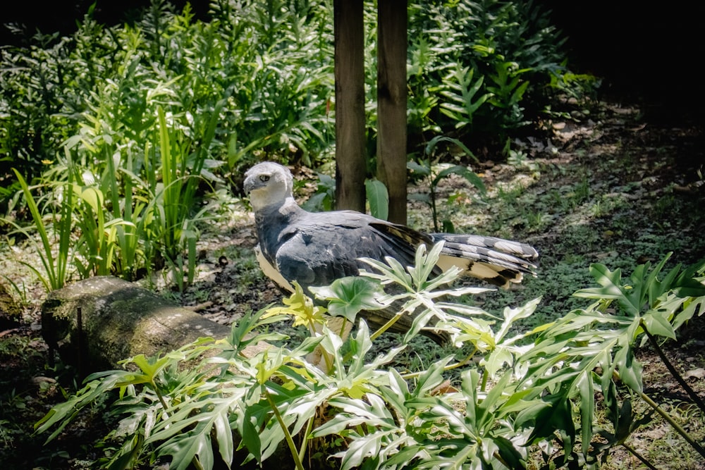 a bird standing on a rock