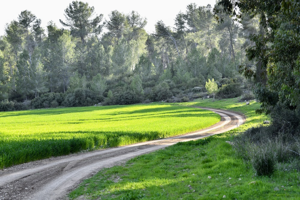 a dirt road through a grassy field