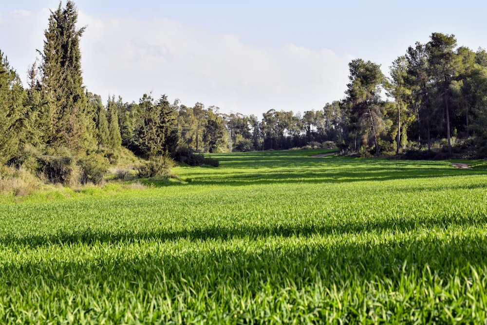 un gran campo de hierba con árboles en el fondo