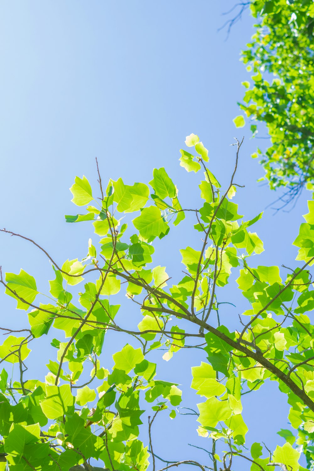 a tree with leaves