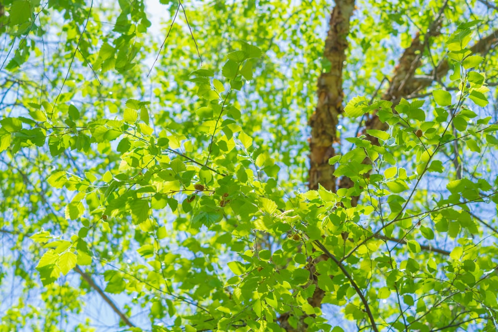 a tree with green leaves