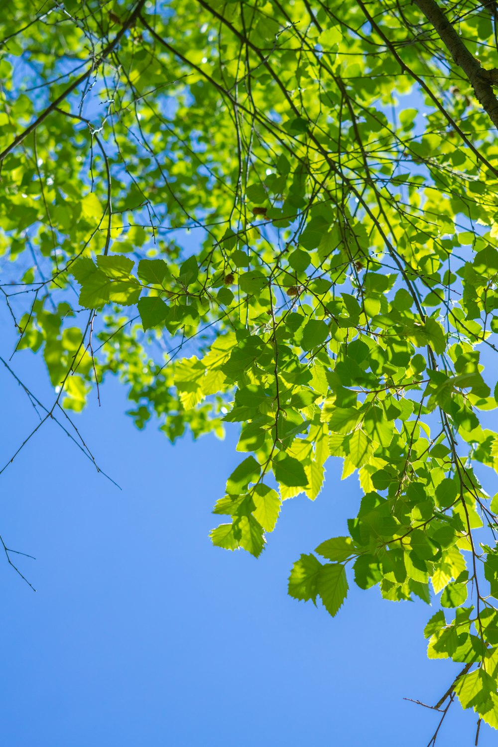 un árbol con hojas verdes