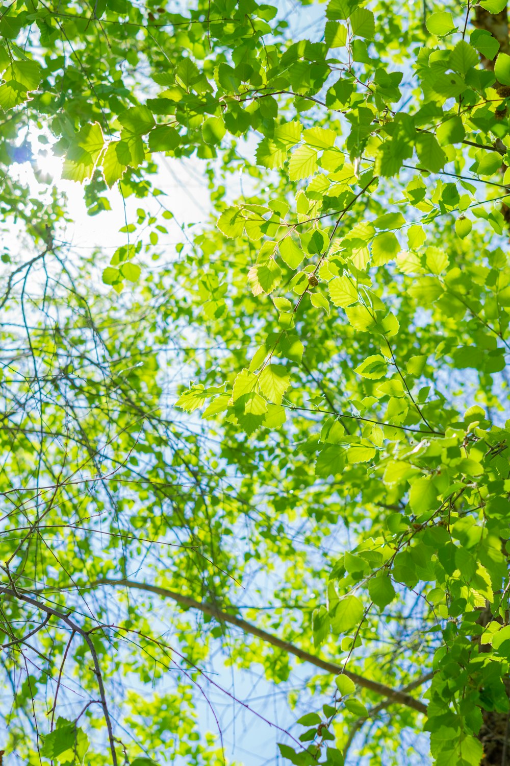 a tree with green leaves