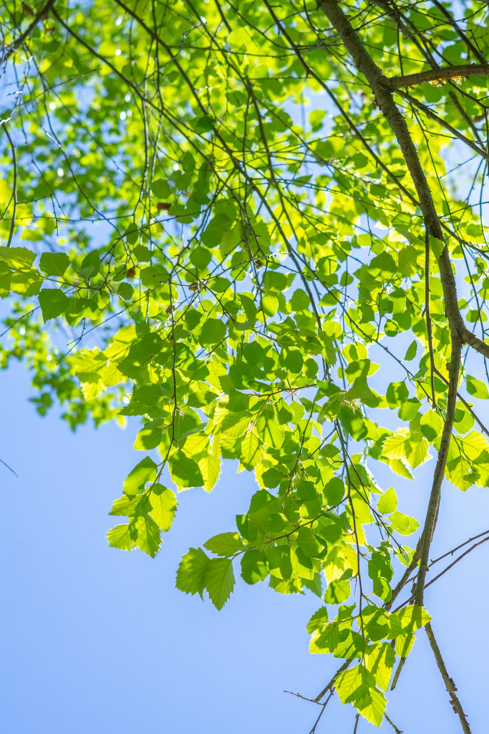 un árbol con hojas verdes