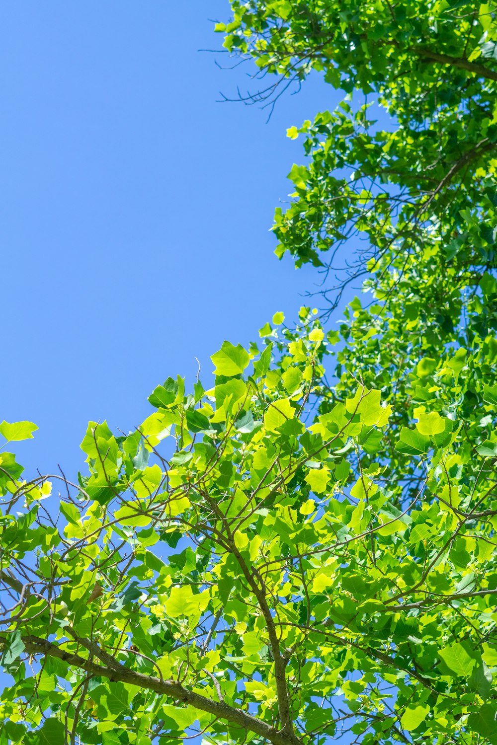 a tree with leaves