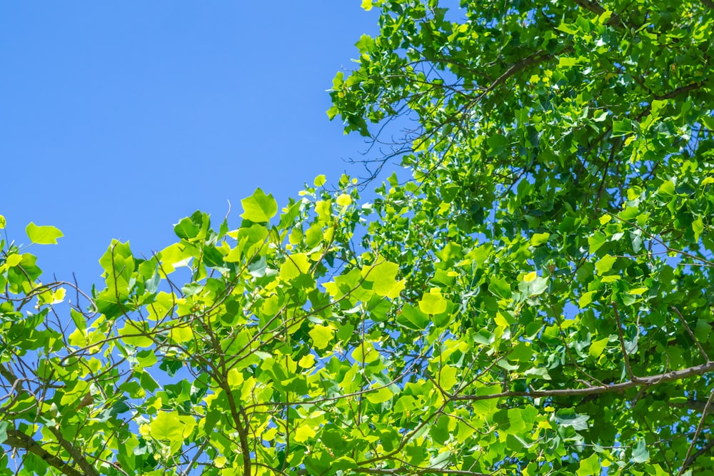 a tree with green leaves