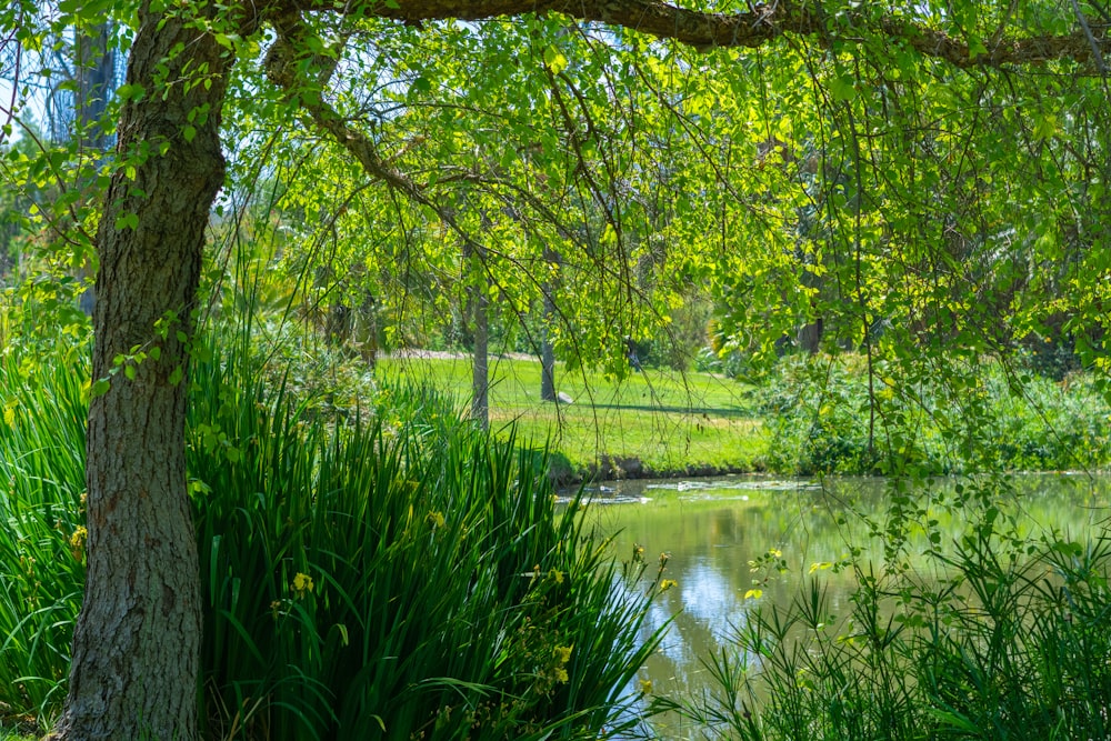 a pond surrounded by trees