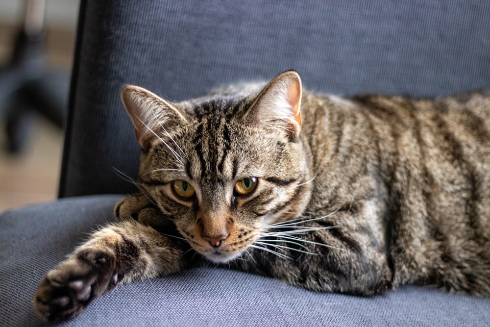 a cat lying on a chair