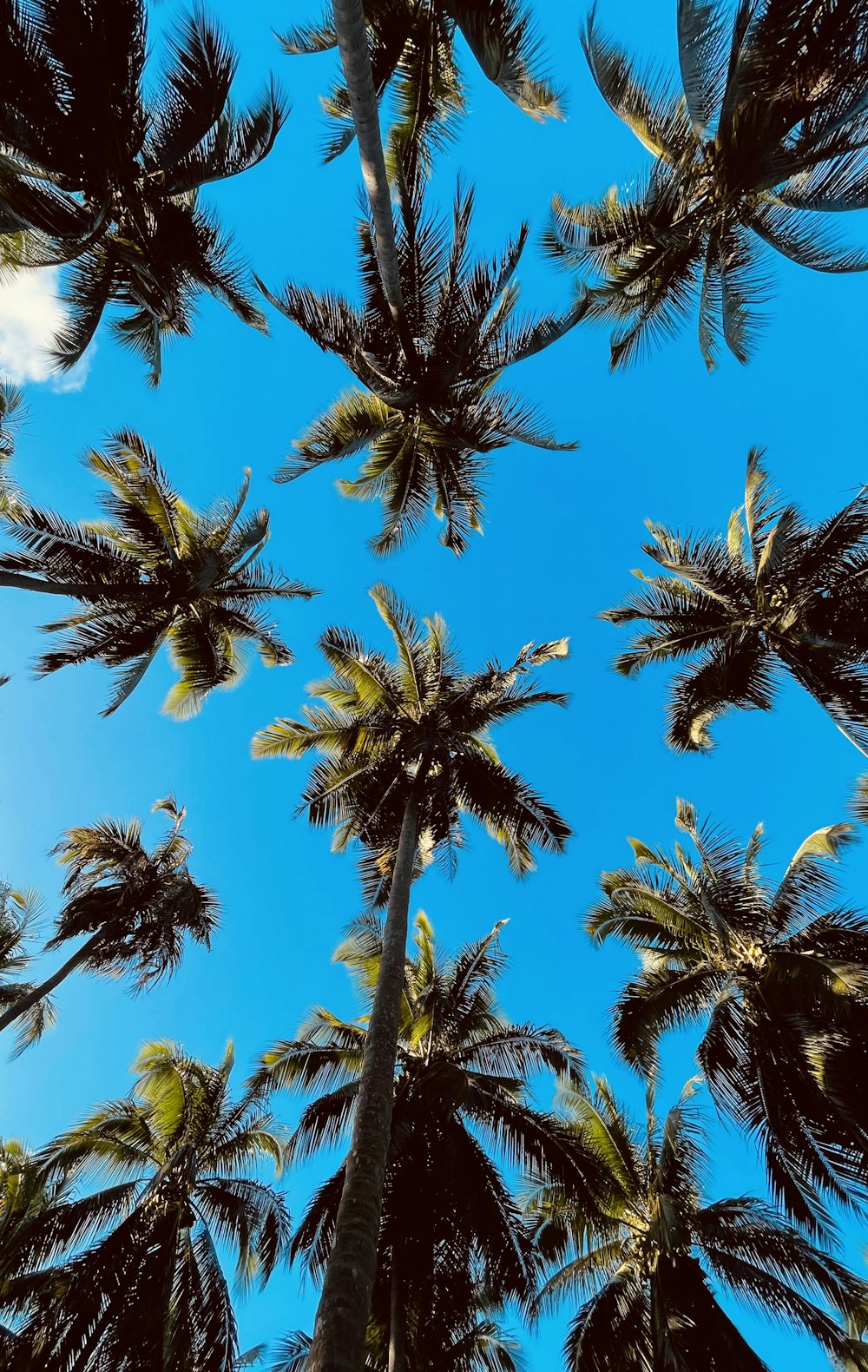 a group of palm trees