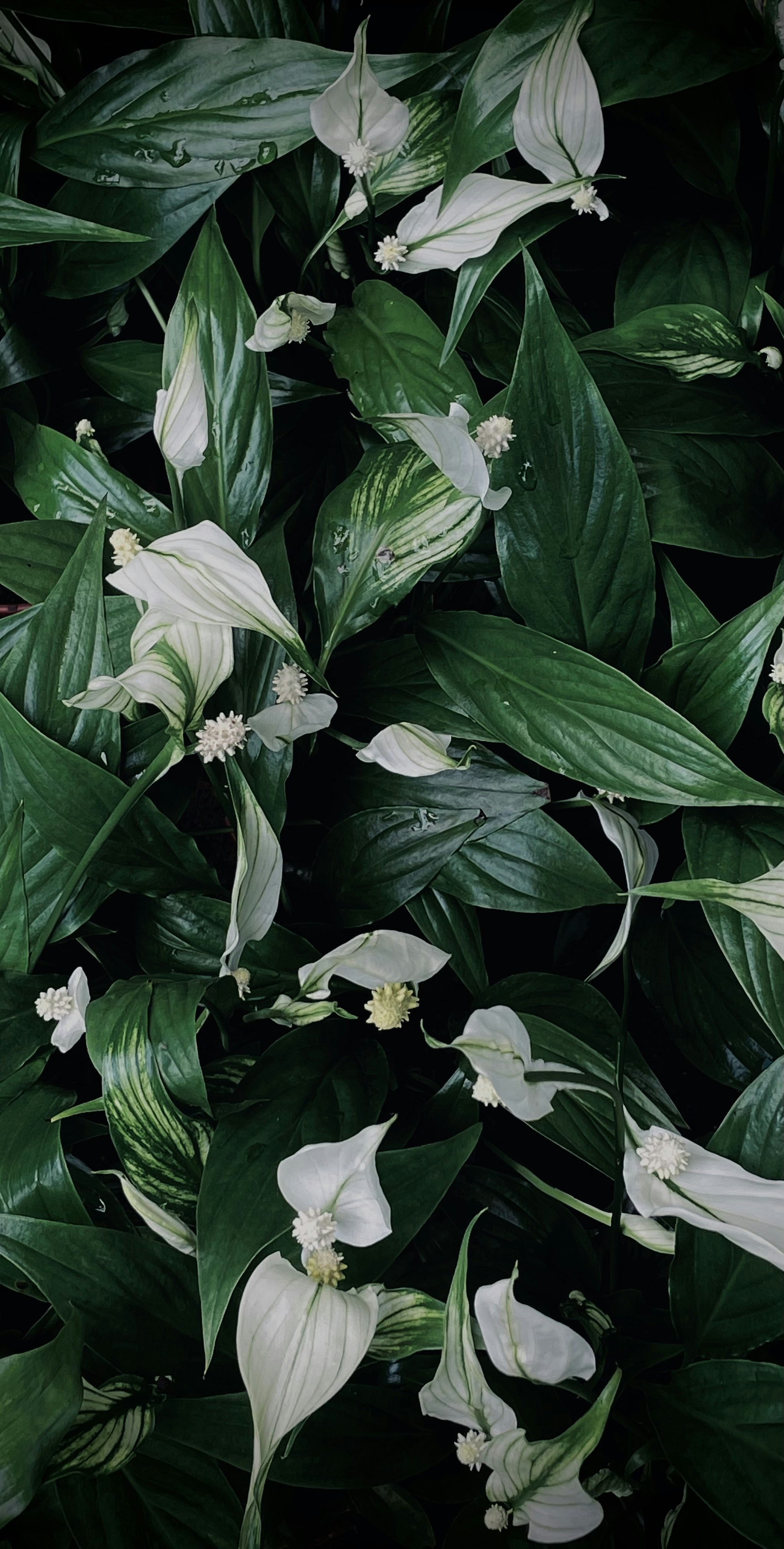 Photo by andreycamara