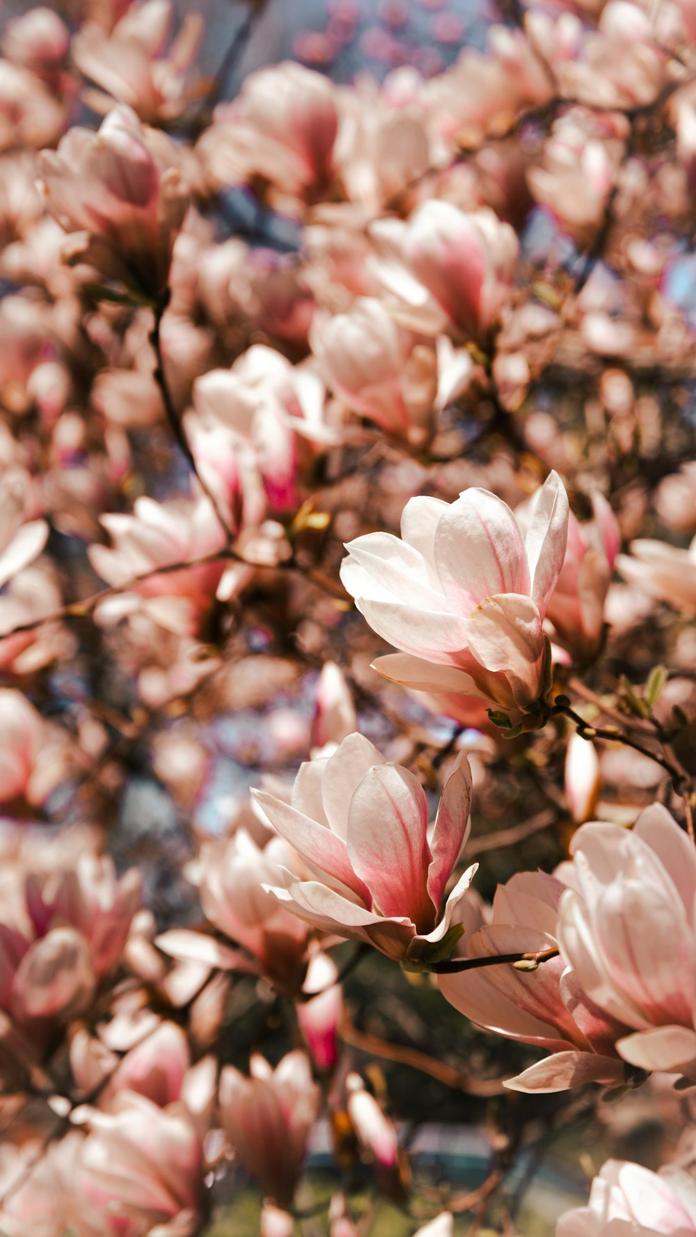 close up of pink flowers