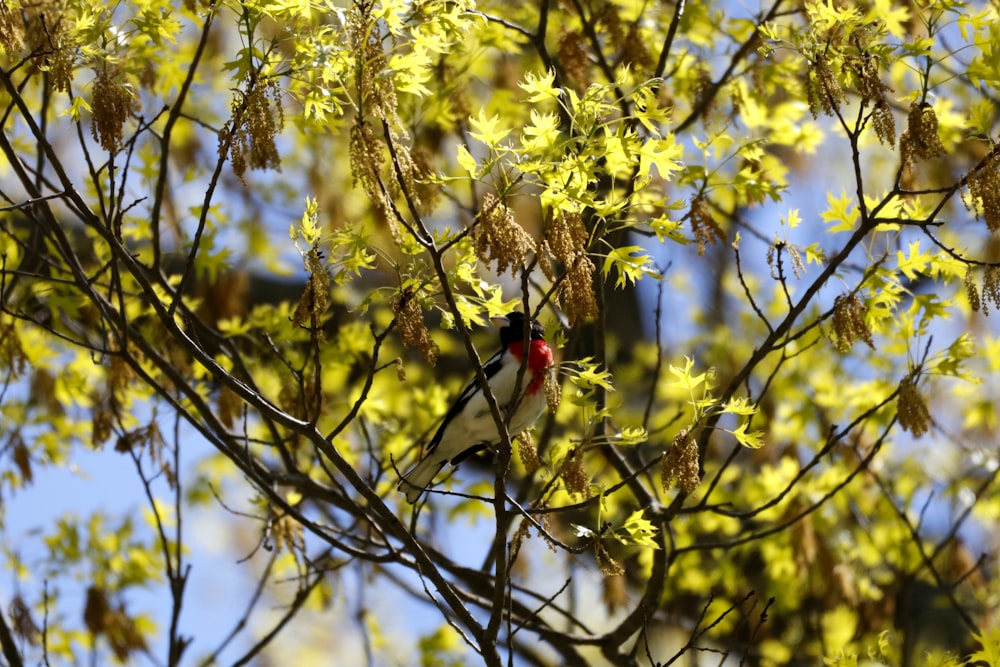 a bird sitting on a tree branch