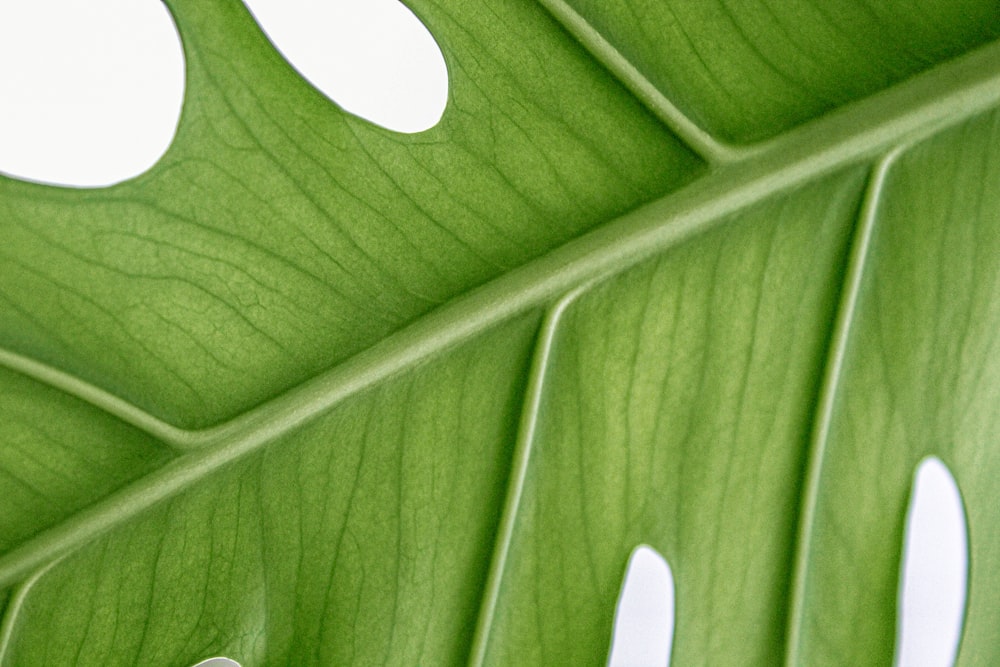 a close up of a leaf