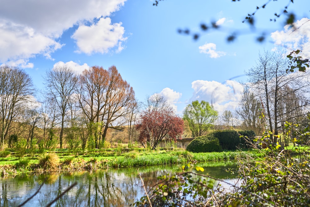 a pond with trees and plants around it