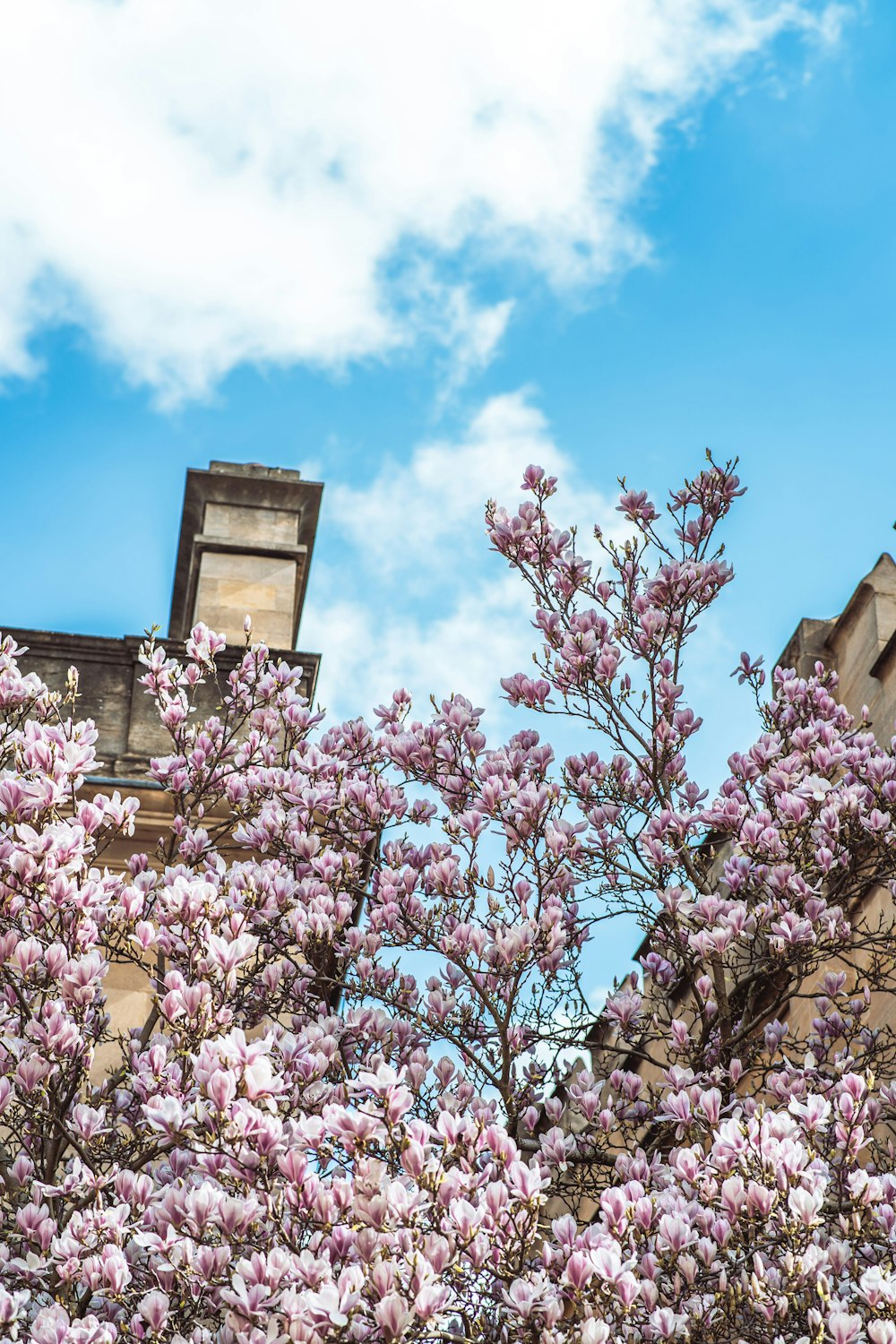 Une tour derrière un arbre en fleurs