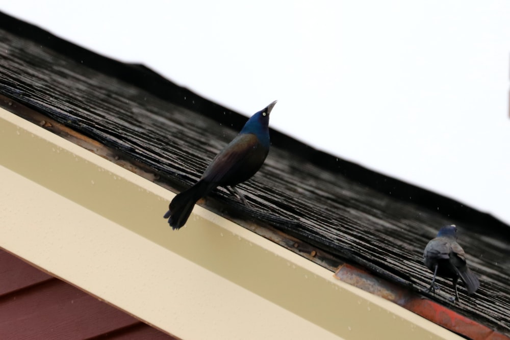 a couple of birds on a roof