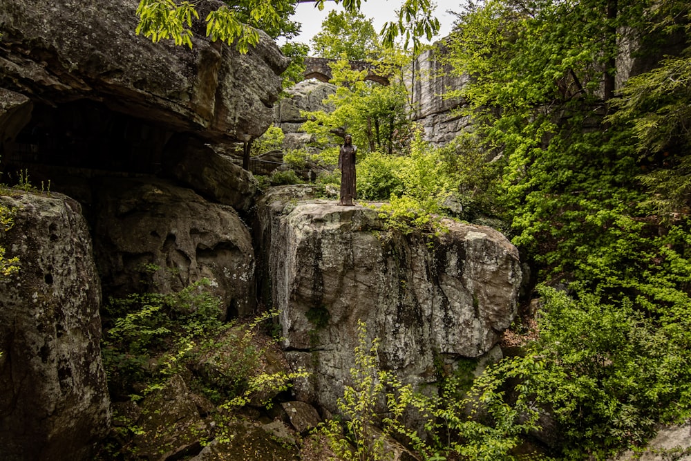 a rocky cliff with a tree growing out of it