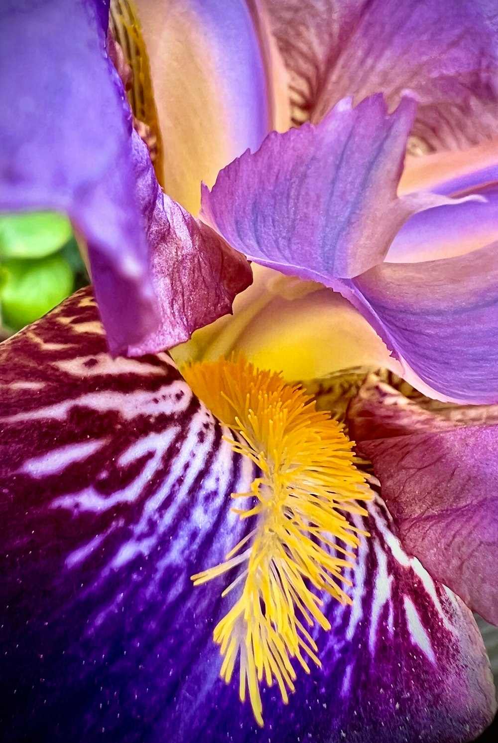 a close up of a purple flower