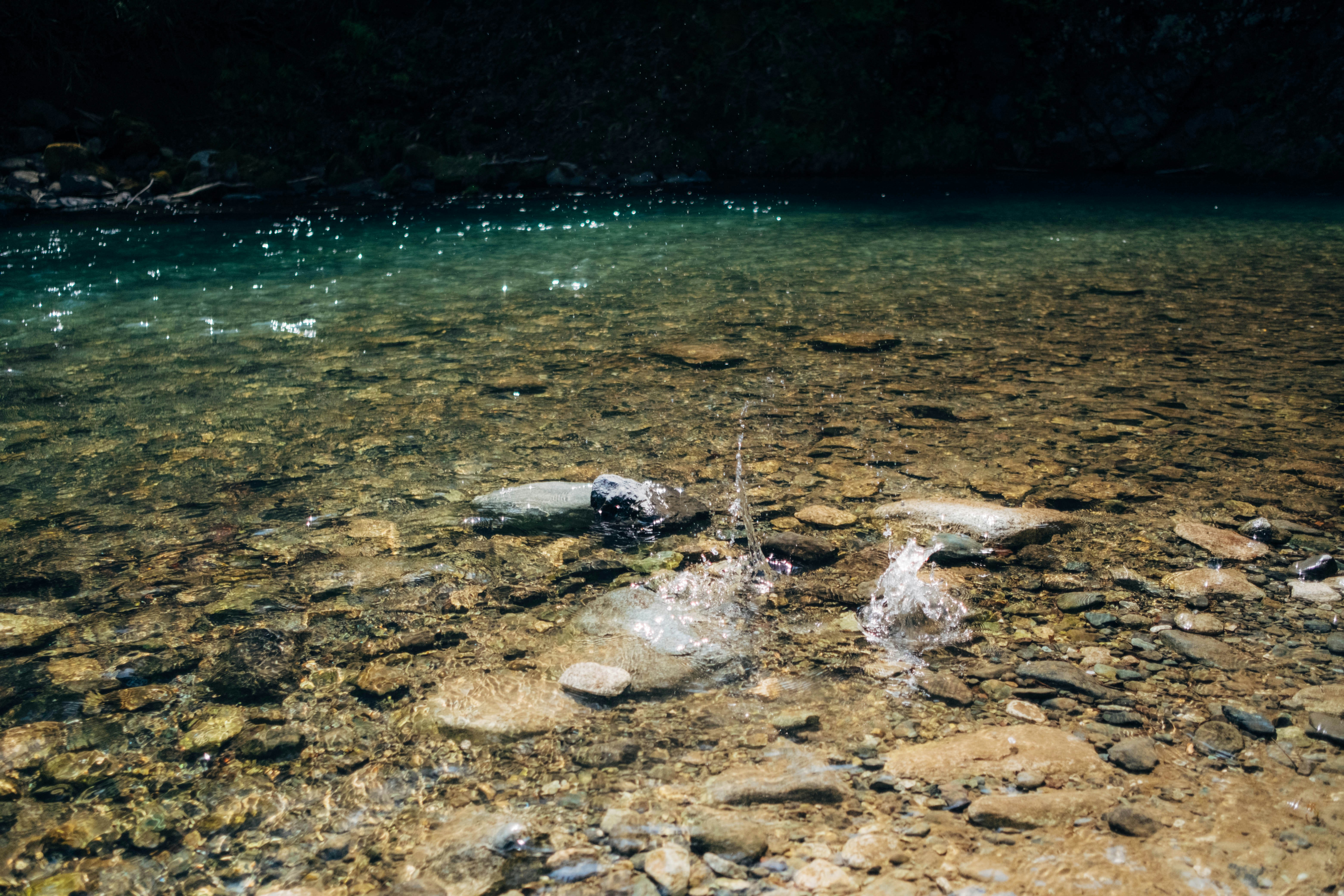 a group of animals in a body of water