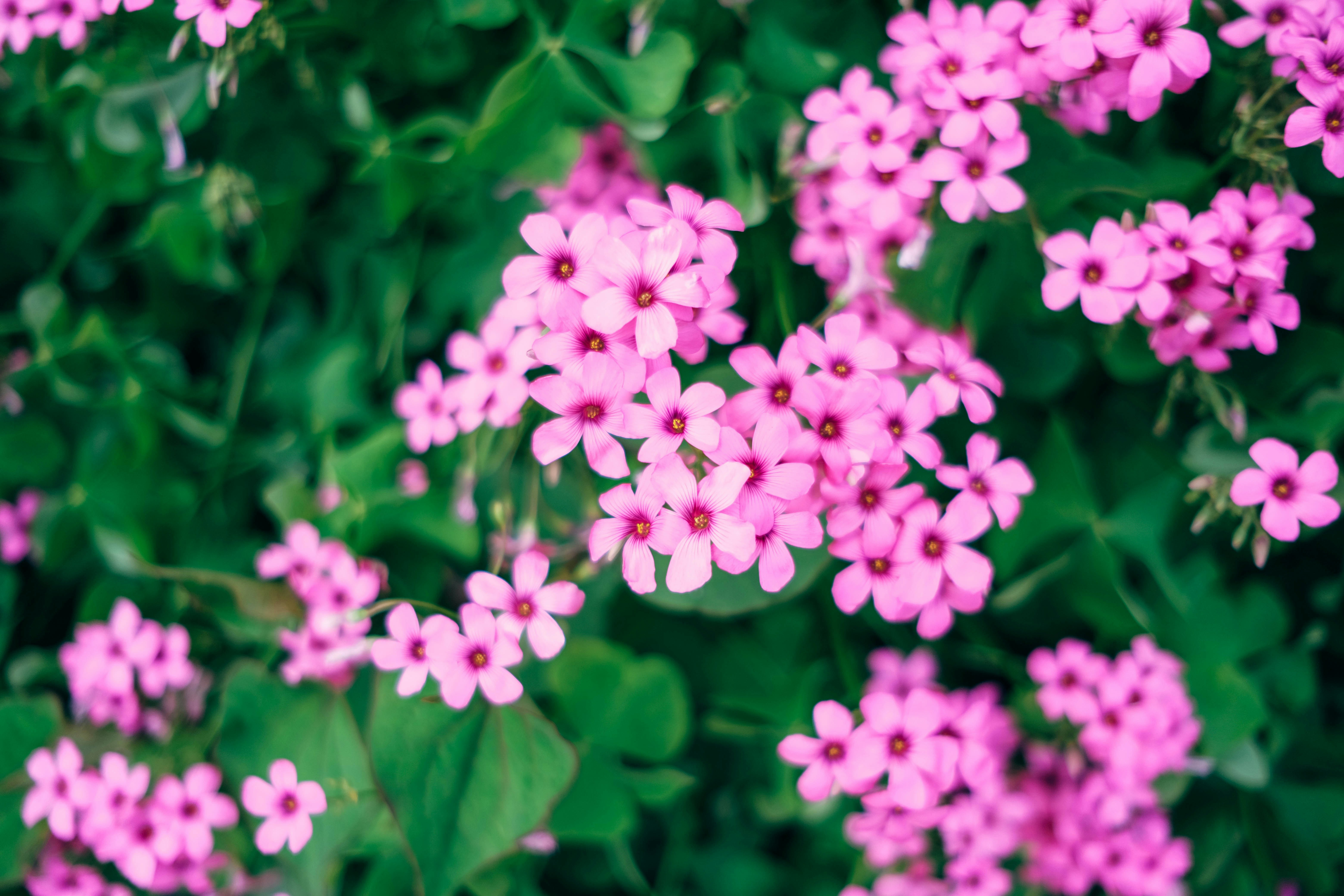 Eine Gruppe rosa Blumen